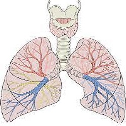 lungs tips in corona