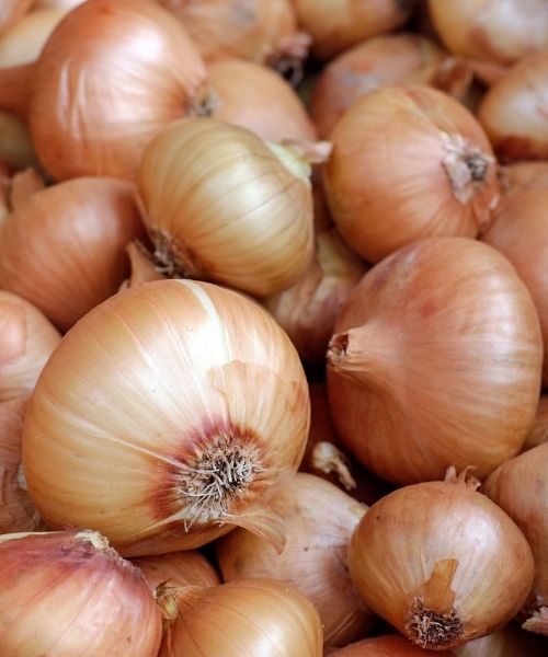 Onion 