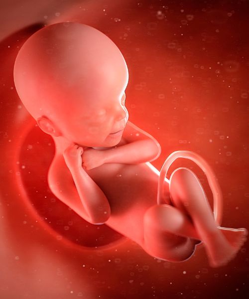 Fetal Growth Scan 