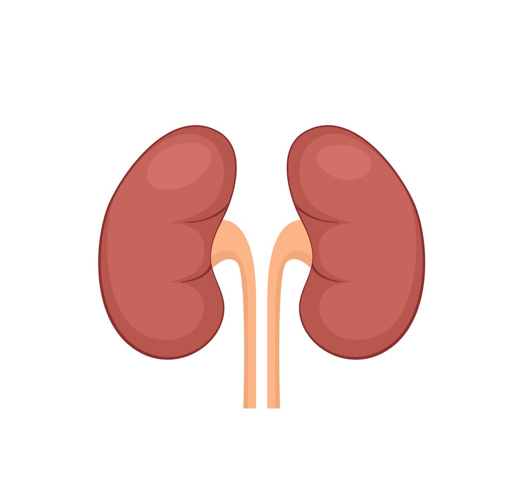 kidney 